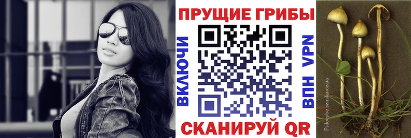 блэк спрут как войти Змеиногорск Галлюциногенные грибы MAGIC MUSHROOMS
